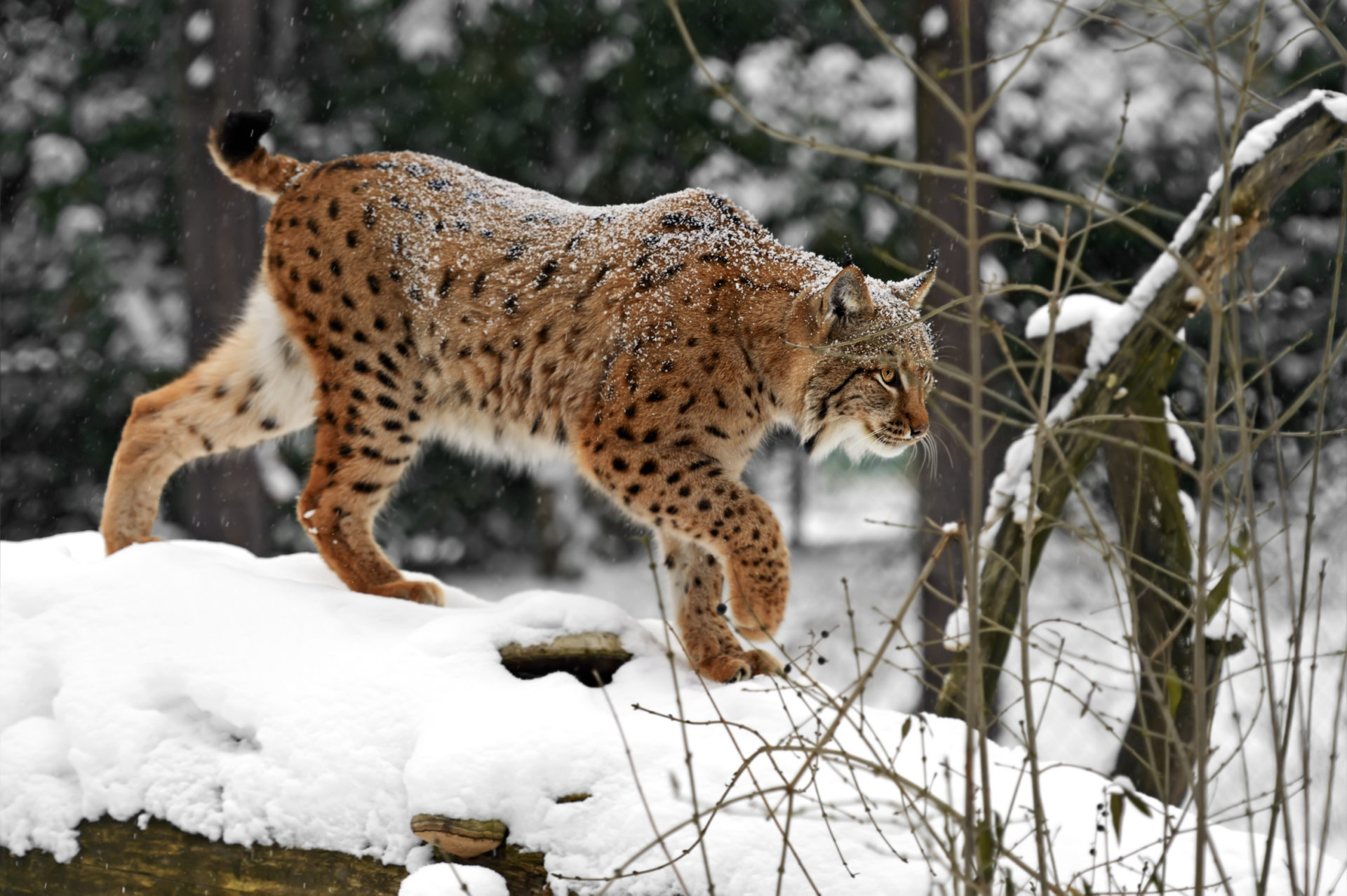 Luchs | Tiroler Jägerverband